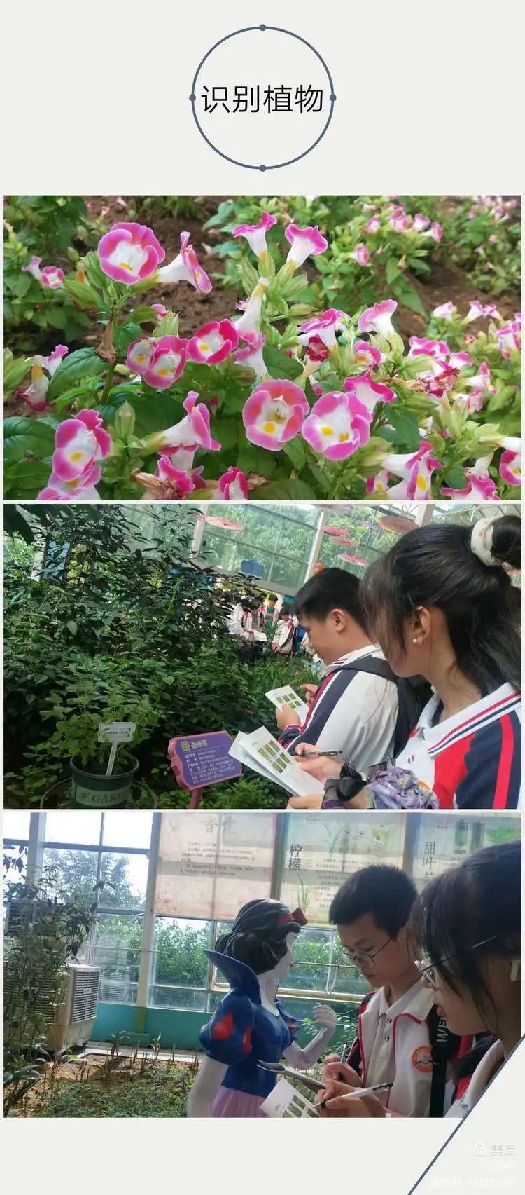 【校園動態(tài)】賞花憶往昔——?？邳S岡金盤高級中學高中部研學之旅